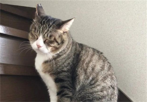 招财进宝的麒麟猫,你会辨别吗? 招财进宝的麒麟猫,你会辨别吗?