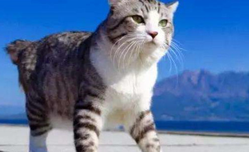 如何判断是不是麒麟猫 如何判断是不是麒麟猫