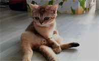 猫粮狗粮如何做电商