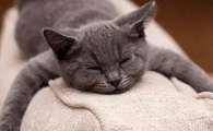 猫咪突然没有意识是为什么