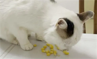 猫能吃玉米粒吗为什么