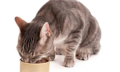 给猫咪选猫罐头,我就选肯特仕猫罐头! 给猫咪选猫罐头,我就选肯特仕猫罐头!