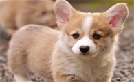 什么犬适合家养有灵性的狗