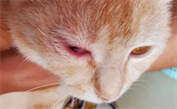 猫咪为什么眼睛很红呢