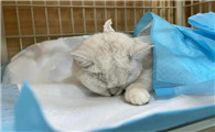 母猫绝育后不吃不喝只睡觉咋办