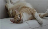 猫咪一年发情间隔多久正常