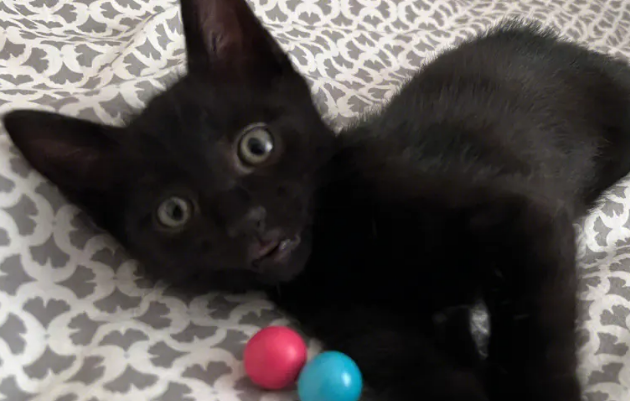 玄猫的特征有哪些?你知道吗 玄猫的特征有哪些?你知道吗