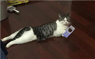 猫为啥喜欢打开腿趴着