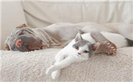 猫为什么会给狗按摩腿啊