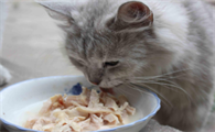 猫咪需要吃什么啊