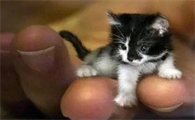 皮堡斯猫在哪里可以抓