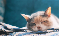 猫咪为什么在家里拉屎