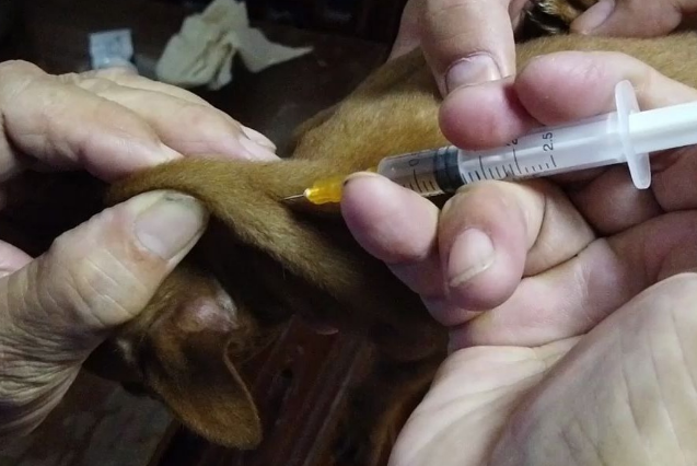 小鹿犬多久打一次疫苗合适