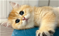 猫咪为什么为跑掉了呀