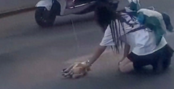 狗狗穿马路被汽车撞倒,主人崩溃跪地哭泣,为何不栓绳呢 狗狗穿马路被汽车撞倒,主人崩溃跪地哭泣,为何不栓绳呢