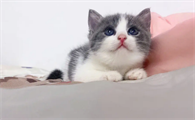 猫咪为什么没人搭理他呢