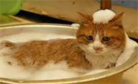 猫咪不能频繁洗澡吗为什么呢