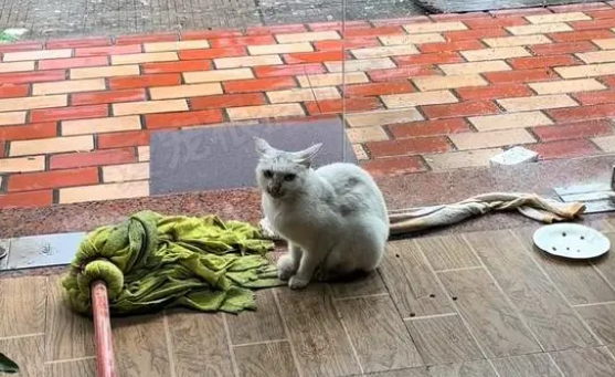 暴雨中的流浪小猫,躲在罐子里瑟瑟发抖,把人类给的塑料箱当成家 暴雨中的流浪小猫,躲在罐子里瑟瑟发抖,把人类给的塑料箱当成家