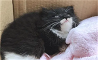 乌云盖雪猫是猫中极品吗?乌云盖雪猫是什么品种
