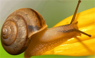 蜗牛的特点和生活特征和外形