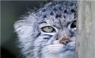帕拉斯猫的性格有多古怪？竟有世界上最凶残的猫之称 ！