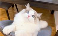 猫咪为什么这么有趣呢