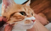 为什么人类要亲猫咪脸