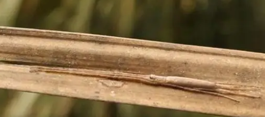 鬼面蜘蛛-蜘蛛界中的史莱克!有超强听力,还会撒网! 鬼面蜘蛛-蜘蛛界中的史莱克!有超强听力,还会撒网!