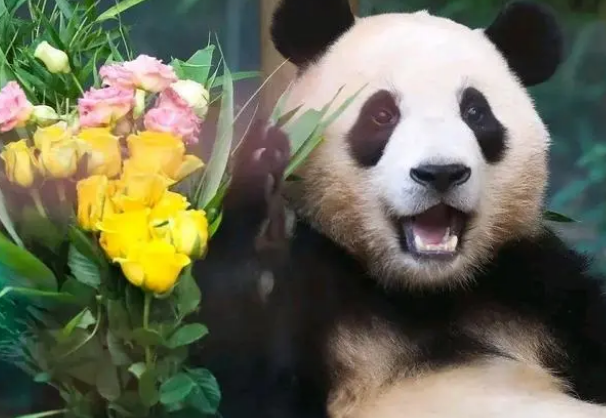 大熊猫是我国的珍稀国宝之一，一起来了解一下大熊猫！