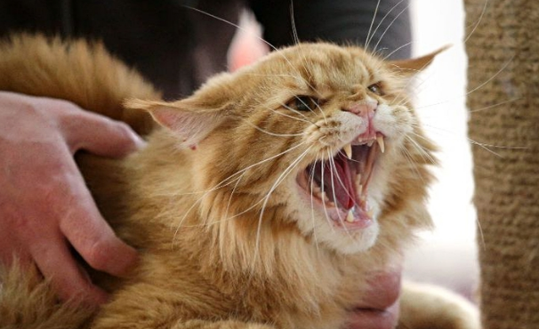 乌克兰猫是真的吗? 乌克兰猫是真的吗?