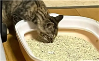 猫咪为什么吃猫砂呢