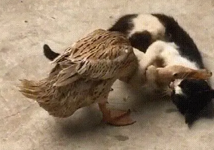 为什么鸭子敢欺负猫咪呢