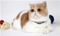 猫咪为什么体内有毛屑呢