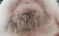 猫咪为什么会掉下巴毛毛啊
