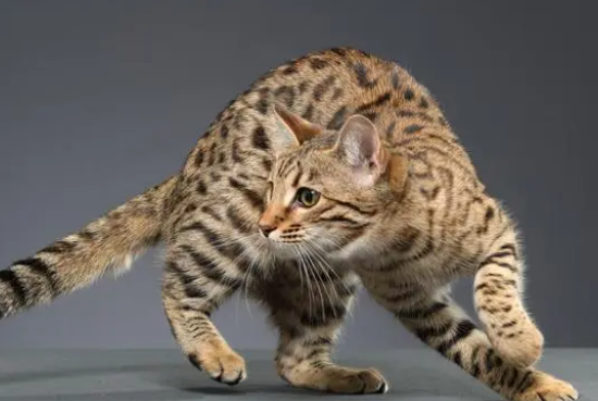孟加拉豹猫性格智商