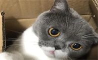 猫咪尿为什么酸酸的味道