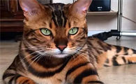 孟加拉猫的优点和缺点