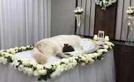 入门宠物殡葬行业怎么做
