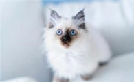 猫抓伤伤口有麻木感怎么回事儿