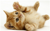 猫咪为什么总是咬脑门旁边呢