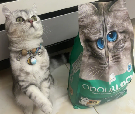 OdorLock晶乐客除臭怎么样 OdorLock晶乐客除臭怎么样
