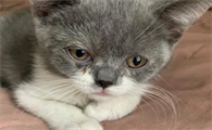 猫咪得了猫鼻支会有哪些症状表现