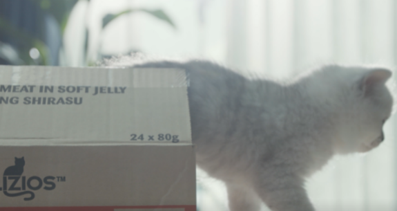 ProDiet博黛:你的猫罐头符合这些标准吗? ProDiet博黛:你的猫罐头符合这些标准吗?