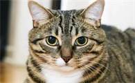 狸花猫认主人的表现有哪些