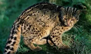 石纹猫:一种独特的小型猫! 石纹猫:一种独特的小型猫!