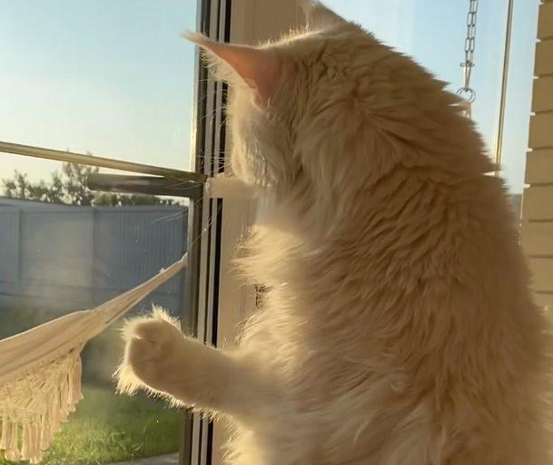 世界上最大的猫又长高了，可以自己开门