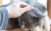 猫咪为什么让我摸脸呢