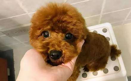 怎么样看出泰迪的年龄大小呢 怎么样看出泰迪的年龄大小呢