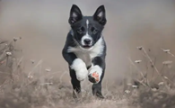 狗狗性格凶猛为什么不好
