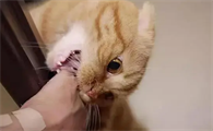 猫咪为什么不会被咬啊